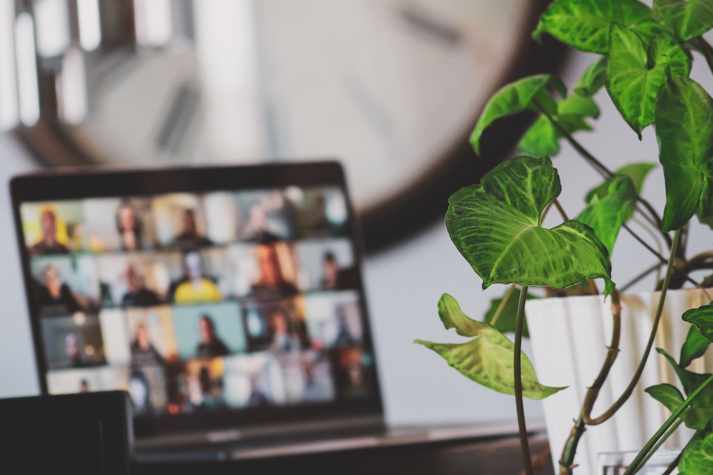 plant in foreground, computer in background